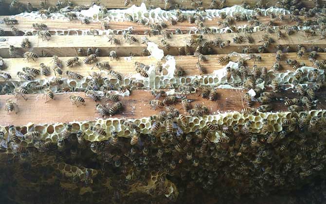 阿壩中蜂雜交產(chǎn)子王多少錢一個(gè)（中蜂蜂王多少錢一只）