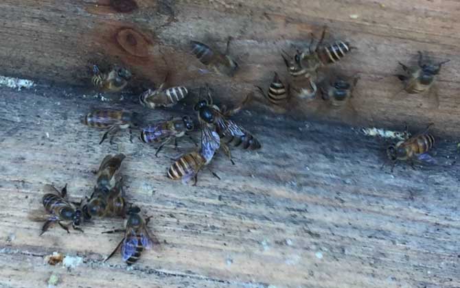 阿壩中蜂雜交產(chǎn)子王多少錢一個(gè)（中蜂蜂王多少錢一只）