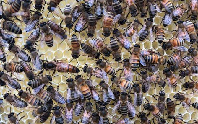 阿壩中蜂雜交產(chǎn)子王多少錢一個(gè)（中蜂蜂王多少錢一只）