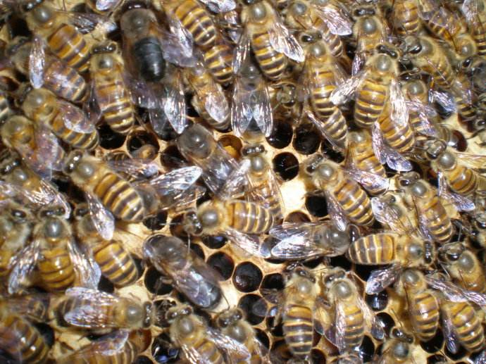 【蜜蜂知識】雄蜂是如何發(fā)育的 雄蜂是如何發(fā)育的