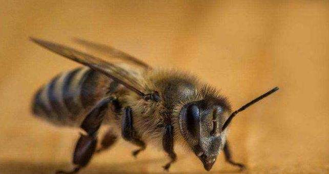 【蜜蜂知識】雄蜂是如何發(fā)育的 雄蜂是如何發(fā)育的