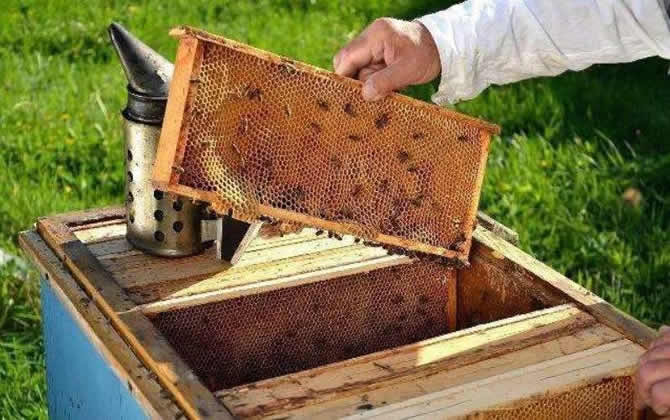 一個人能養(yǎng)多少箱蜜蜂 一個人能養(yǎng)多少箱蜜蜂