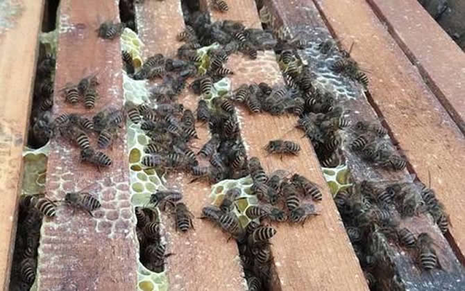 一個人能養(yǎng)多少箱蜜蜂 一個人能養(yǎng)多少箱蜜蜂