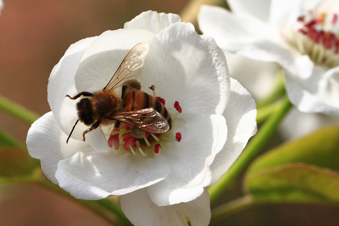 定地蜜蜂養殖入門知識（養殖蜜蜂的基本知識）