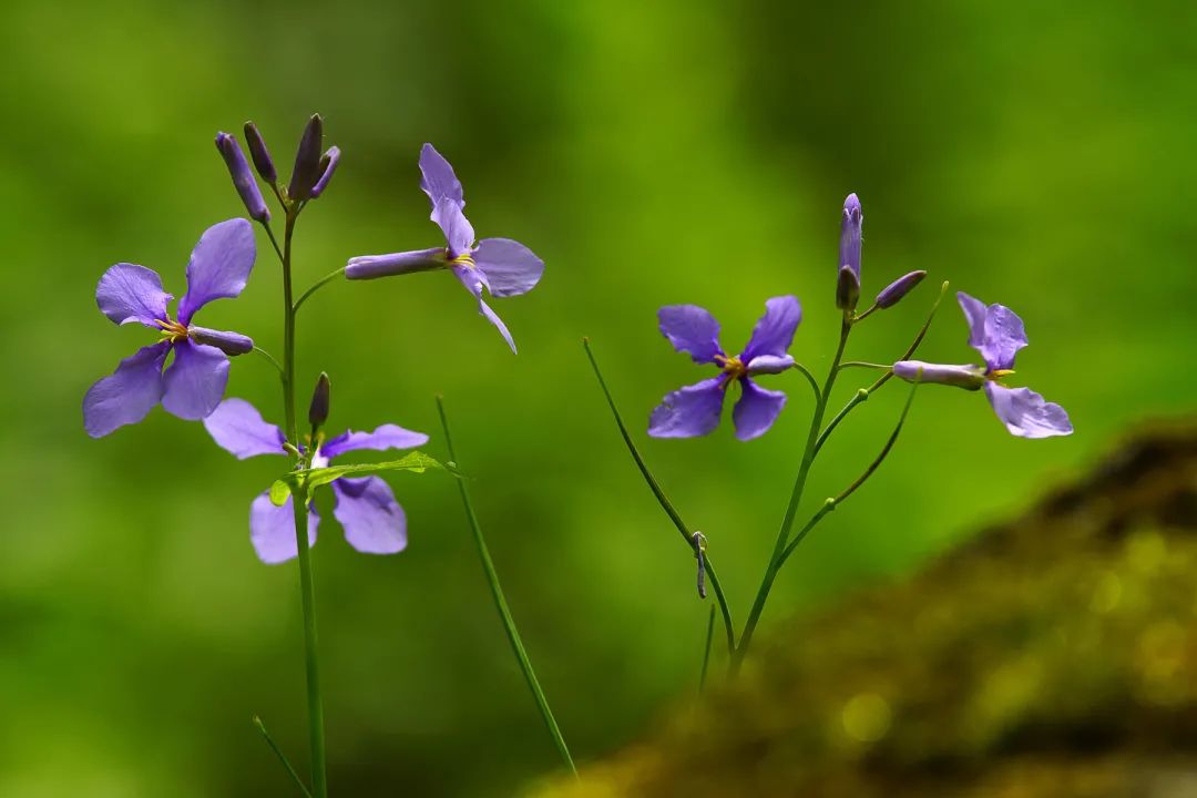 養蜜蜂種植什么花最好(蜜蜂喜歡的花卉大全) 養蜜蜂種植什么花最好(蜜蜂喜歡的花卉大全)