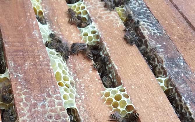 阿壩中蜂雙王群能提高年產(chǎn)量嗎(中蜂雙王群的優(yōu)點和缺點) 中蜂雙王群