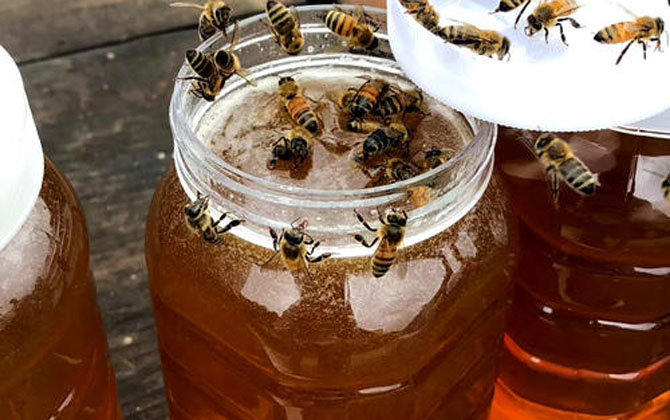 荔枝蜜花期多少天（荔枝蜜的產地分布）