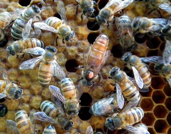 怎么判斷蜜蜂有沒有蜂王(怎么確定蜜蜂失王了) 怎么判斷蜜蜂有沒有蜂王(怎么確定蜜蜂失王了)