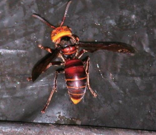 中國大虎頭蜂的蜂窩有什么用(大虎頭蜂蜂窩的藥用價值) 中國大虎頭蜂的蜂窩有什么用(大虎頭蜂蜂窩的藥用價值)