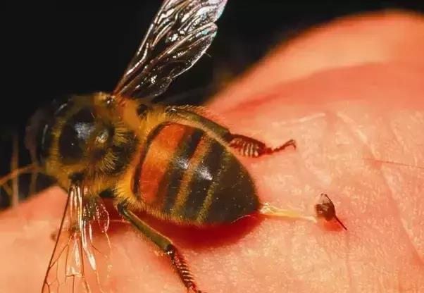 松丹一號低溫多少度停產(養蜂人怎樣避免凍死采集蜂) 松丹一號低溫多少度停產(養蜂人怎樣避免凍死采集蜂)