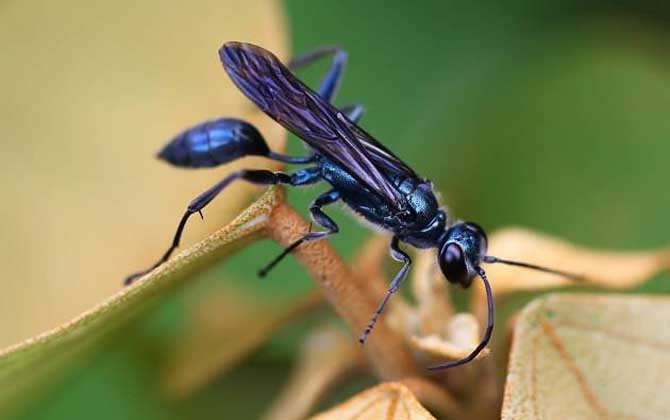 細腰蜂如何繁殖后代(細腰蜂的繁殖方式) 細腰蜂如何繁殖后代(細腰蜂的繁殖方式)