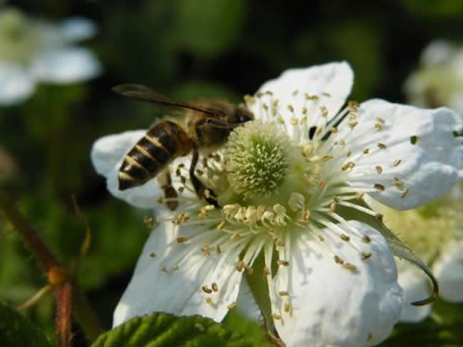 意大利蜜蜂什么時候開始春繁？