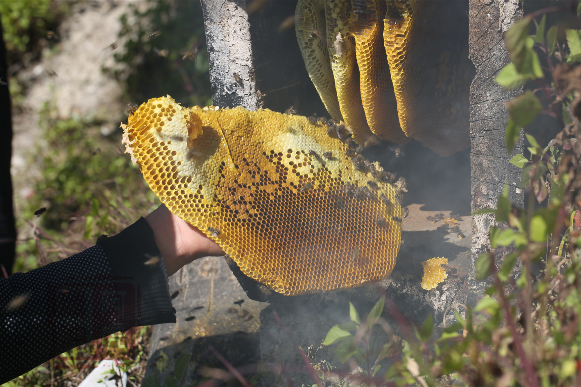 野生蜜蜂的生活環境和特點(家養蜜蜂和野生蜜蜂區別) 野生蜜蜂的生活環境和特點(家養蜜蜂和野生蜜蜂區別)