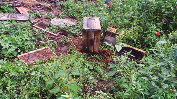 中蜂如何快速擴大蜂場(中蜂這樣擴場快) 中蜂如何快速擴大蜂場(中蜂這樣擴場快)