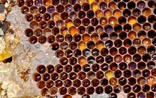 蜜蜂巢脾是什么做的 蜜蜂巢脾是什么做的