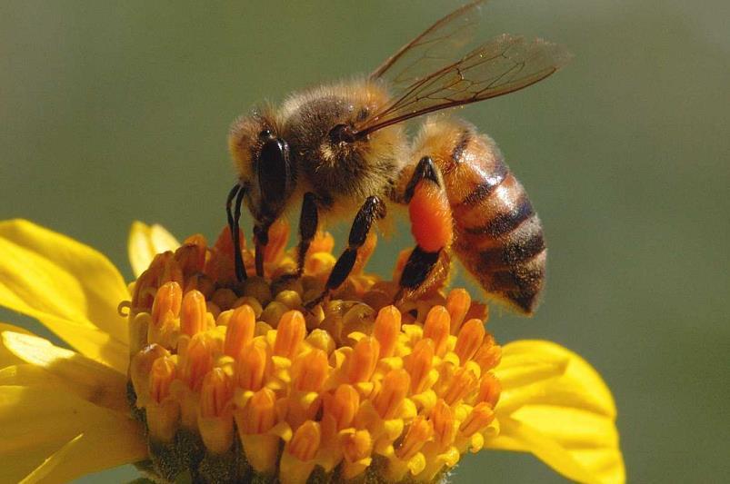 如何快速繁殖蜜蜂(一箱蜜蜂繁殖速度) 如何快速繁殖蜜蜂(一箱蜜蜂繁殖速度)