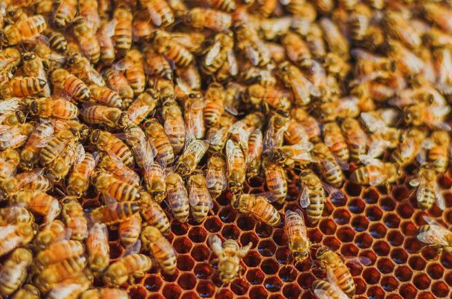 大流蜜期一般是什么時候(大流蜜期多久搖一次蜜) 大流蜜期一般是什么時候(大流蜜期多久搖一次蜜)