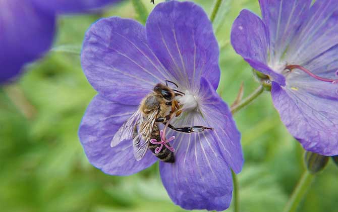 怎樣招蜜蜂方法最快(怎么找蜜蜂) 怎樣招蜜蜂方法最快(怎么找蜜蜂)