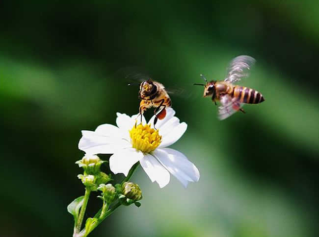 工產群怎樣找到工產蜂 工產群怎樣找到工產蜂