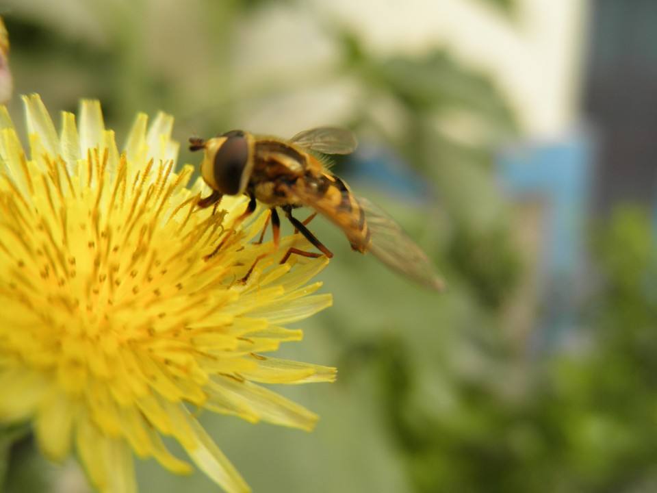 【蜜蜂知識】野蜜蜂怎么抓蜂王? 野蜜蜂怎么抓蜂王?