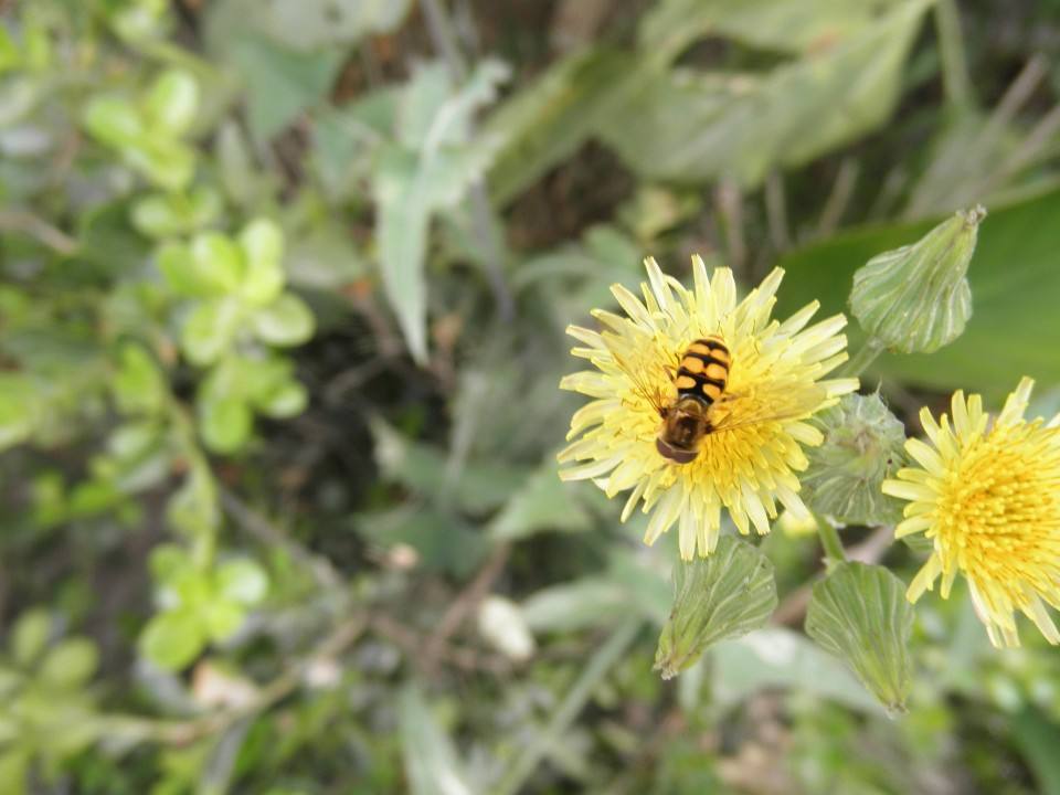 【蜜蜂知識】野蜜蜂怎么抓蜂王? 野蜜蜂怎么抓蜂王?