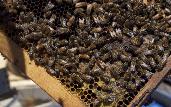 中蜂蜂王一天產(chǎn)卵多少 中蜂蜂王一天產(chǎn)卵多少