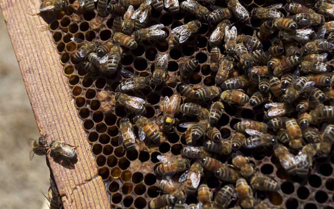 中蜂蜂王一天產(chǎn)卵多少 中蜂蜂王一天產(chǎn)卵多少