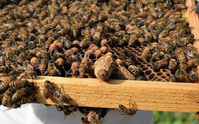 中蜂蜂王一天產(chǎn)卵多少 中蜂蜂王一天產(chǎn)卵多少