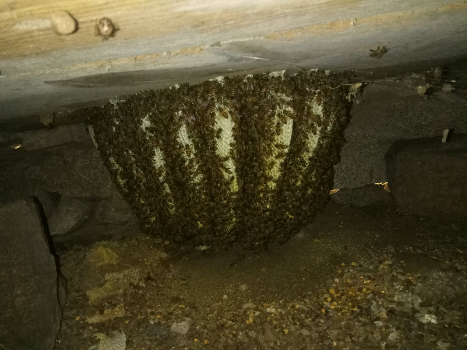 蜂王在蜂群中的作用是什么(蜂王起什么作用) 蜂王在蜂群中的作用是什么(蜂王起什么作用)