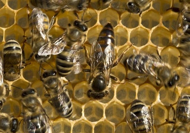 蜂王在蜂群中的作用是什么(蜂王起什么作用) 蜂王在蜂群中的作用是什么(蜂王起什么作用)