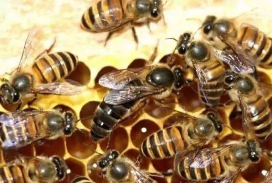 蜂王在蜂群中的作用是什么(蜂王起什么作用) 蜂王在蜂群中的作用是什么(蜂王起什么作用)