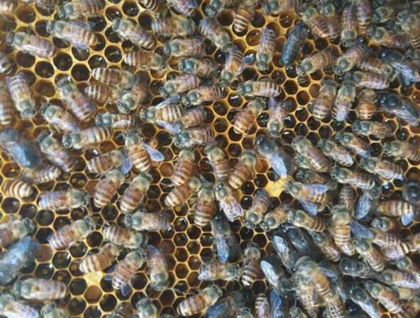 夏天養蜜蜂的技巧和方法（怎么養蜜蜂）