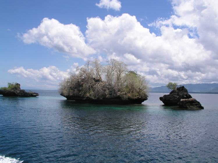 蘇拉威西蜂 蘇拉威西蜂