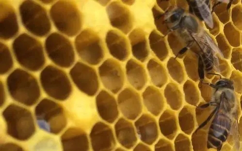 蜜蜂怎么分蜂種(蜜蜂怎樣分蜂怎樣分群) 蜜蜂怎么分蜂種(蜜蜂怎樣分蜂怎樣分群)