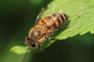 怎么區分是不是松丹一號蜂王(松丹蜜蜂配套系1號與2號有何區別) 怎么區分是不是松丹一號蜂王(松丹蜜蜂配套系1號與2號有何區別)