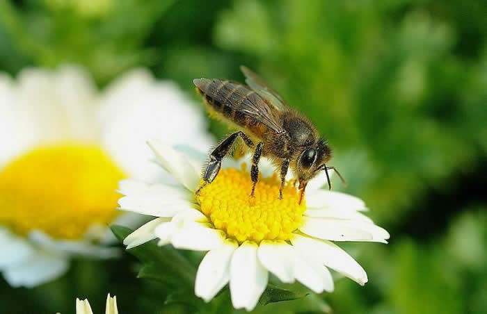 浙江漿蜂 浙江漿蜂