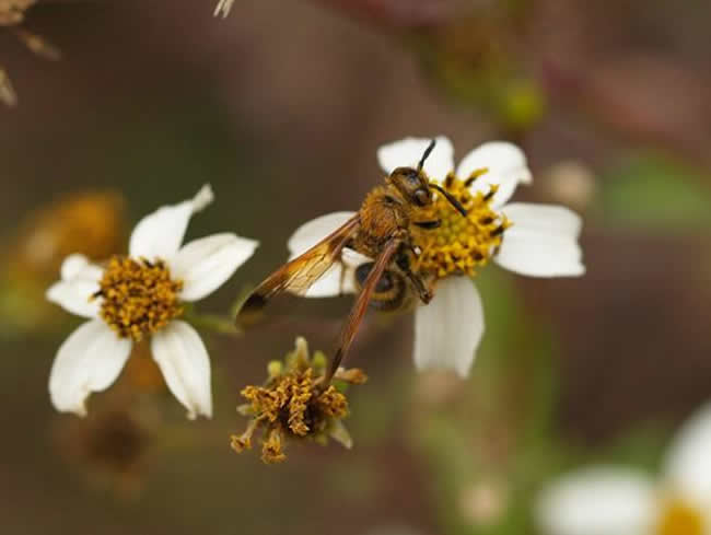 浙江漿蜂 浙江漿蜂