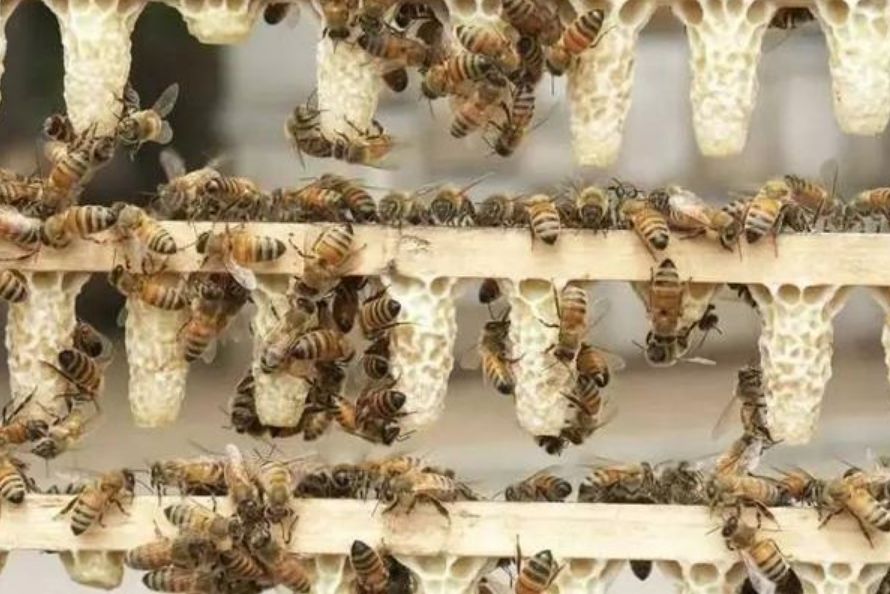 如何培育優質王臺（優質王臺培育技術）