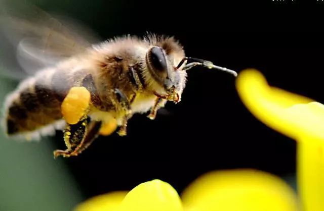 敘利亞蜂 敘利亞蜂