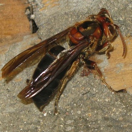 胡蜂采花蜜嗎(胡蜂有蜂蜜嗎) 胡蜂采花蜜嗎(胡蜂有蜂蜜嗎)