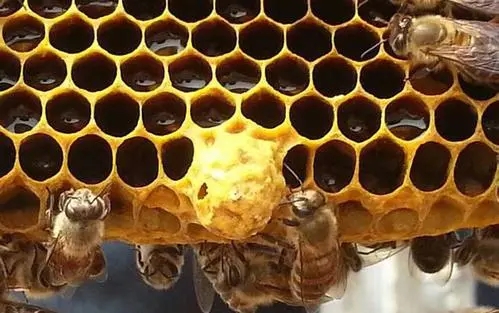 工蜂產的王臺有用嗎(工蜂產卵也會有王臺嗎) 工蜂產的王臺有用嗎(工蜂產卵也會有王臺嗎)