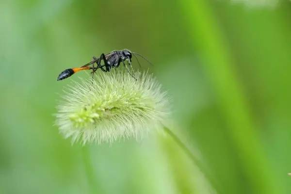 細腰蜂長什么樣子(腰很細的蜜蜂是什么蜂) 細腰蜂長什么樣子(腰很細的蜜蜂是什么蜂)