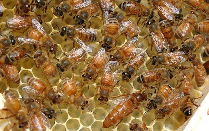 蜜蜂王是天生的還是發(fā)展起來的(蜂王是怎樣產生的) 蜜蜂王是天生的還是發(fā)展起來的(蜂王是怎樣產生的)