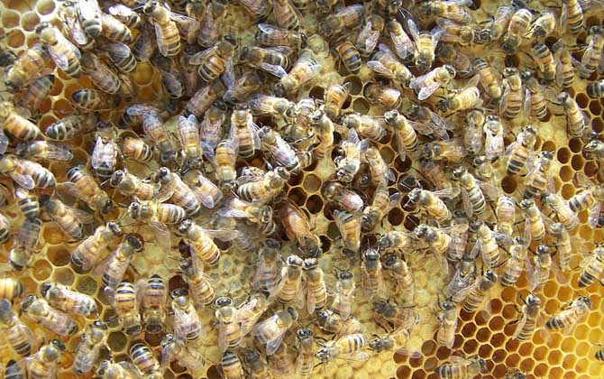 蜜蜂王是天生的還是發(fā)展起來的(蜂王是怎樣產生的) 蜜蜂王是天生的還是發(fā)展起來的(蜂王是怎樣產生的)