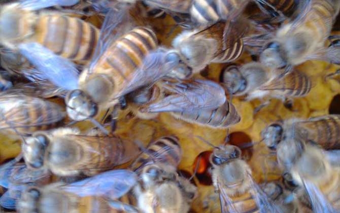 蜜蜂壽命多少天 蜜蜂壽命多少天