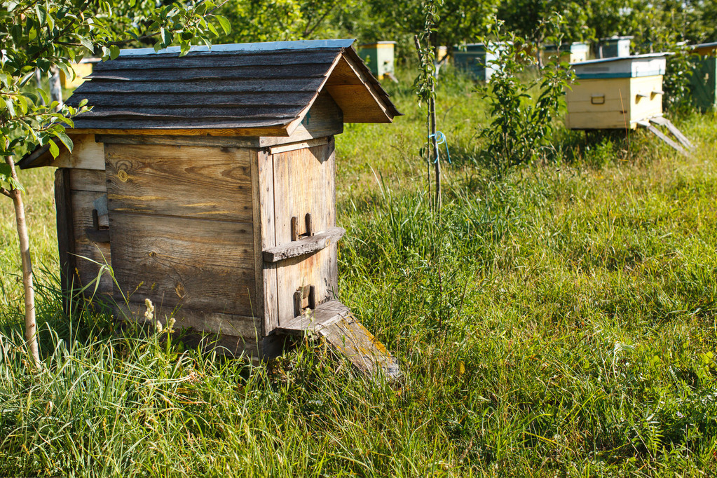 松丹一號春繁特點(diǎn)(中蜂群春繁的劃分與發(fā)展初期的特征) 松丹一號春繁特點(diǎn)(中蜂群春繁的劃分與發(fā)展初期的特征)