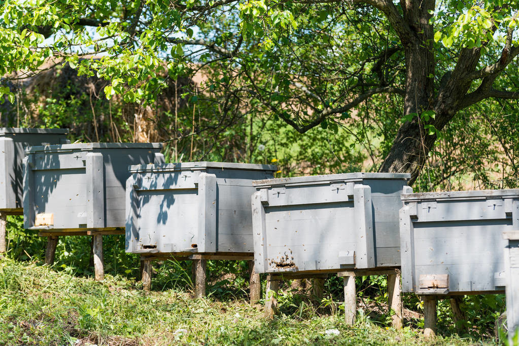 松丹一號春繁特點(diǎn)(中蜂群春繁的劃分與發(fā)展初期的特征) 松丹一號春繁特點(diǎn)(中蜂群春繁的劃分與發(fā)展初期的特征)