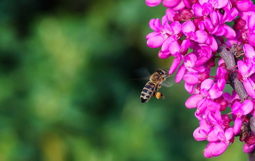 新手養(yǎng)蜂要注意什么(新手養(yǎng)蜂入門(mén)及注意事項(xiàng)) 新手養(yǎng)蜂要注意什么(新手養(yǎng)蜂入門(mén)及注意事項(xiàng))