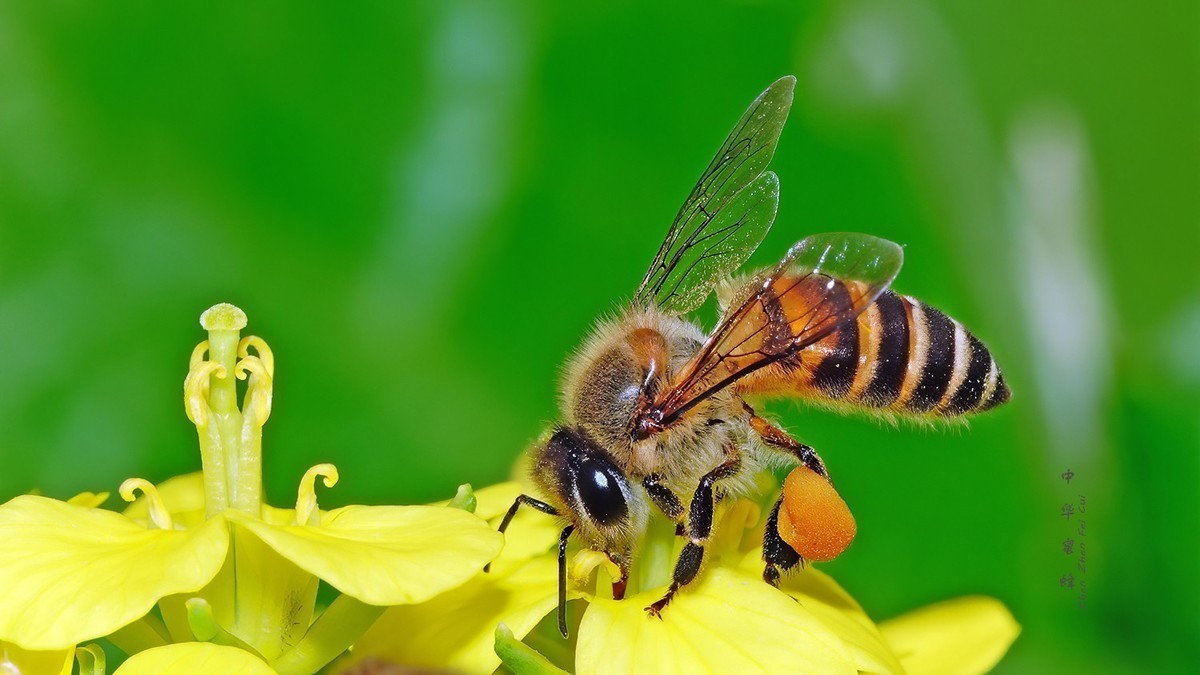 在山上最快找到野生蜜蜂窩的方法 在山上最快找到野生蜜蜂窩的方法