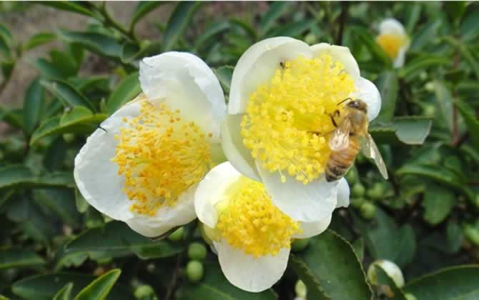 怎樣吸引偵查蜂? 偵查蜂